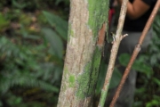 <strong>Rubiaceae - Bertiera borbonica - A.Rich. ex DC.</strong><br />© Sarrailh Jean-Michel / CIRAD
