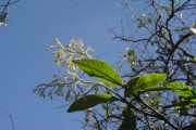 <strong>Rubiaceae - Bertiera rufa - DC.</strong><br />© Sarrailh Jean-Michel / CIRAD