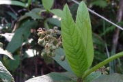 <strong>Rubiaceae - Bertiera rufa - DC.</strong><br />© Sarrailh Jean-Michel / CIRAD