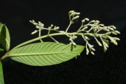 <strong>Rubiaceae - Bertiera rufa - DC.</strong><br />© Sarrailh Jean-Michel / CIRAD