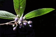 <strong>Rubiaceae - Bertiera rufa - DC.</strong><br />© Sarrailh Jean-Michel / CIRAD