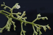 <strong>Rubiaceae - Bertiera rufa - DC.</strong><br />© Sarrailh Jean-Michel / CIRAD