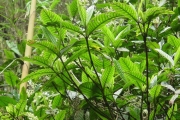 <strong>Rubiaceae - Bertiera rufa - DC.</strong><br />© Sarrailh Jean-Michel / CIRAD