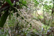 <strong>Rubiaceae - Bertiera rufa - DC.</strong><br />© Sarrailh Jean-Michel / CIRAD