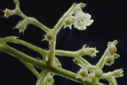 <strong>Rubiaceae - Bertiera rufa - DC.</strong><br />© Sarrailh Jean-Michel / CIRAD