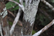 <strong>Rubiaceae - Bertiera rufa - DC.</strong><br />© Sarrailh Jean-Michel / CIRAD