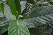 <strong>Rubiaceae - Bertiera rufa - DC.</strong><br />© Sarrailh Jean-Michel / CIRAD
