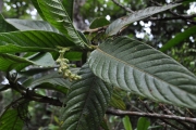 <strong>Rubiaceae - Bertiera rufa - DC.</strong><br />© Sarrailh Jean-Michel / CIRAD