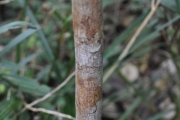 <strong>Rubiaceae - Bertiera rufa - DC.</strong><br />© Sarrailh Jean-Michel / CIRAD