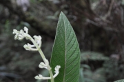 <strong>Rubiaceae - Bertiera rufa - DC.</strong><br />© Sarrailh Jean-Michel / CIRAD