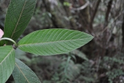 <strong>Rubiaceae - Bertiera rufa - DC.</strong><br />© Sarrailh Jean-Michel / CIRAD
