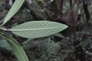 <strong>Rubiaceae - Bertiera rufa - DC.</strong><br />© Sarrailh Jean-Michel / CIRAD
