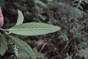 <strong>Rubiaceae - Bertiera rufa - DC.</strong><br />© Sarrailh Jean-Michel / CIRAD