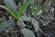 <strong>Rubiaceae - Bertiera rufa - DC.</strong><br />© Sarrailh Jean-Michel / CIRAD