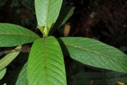 <strong>Rubiaceae - Bertiera rufa - DC.</strong><br />© Sarrailh Jean-Michel / CIRAD
