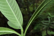 <strong>Rubiaceae - Bertiera rufa - DC.</strong><br />© Sarrailh Jean-Michel / CIRAD