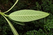 <strong>Rubiaceae - Bertiera rufa - DC.</strong><br />© Sarrailh Jean-Michel / CIRAD