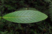 <strong>Rubiaceae - Bertiera rufa - DC.</strong><br />© Sarrailh Jean-Michel / CIRAD