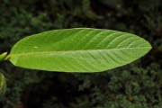<strong>Rubiaceae - Bertiera rufa - DC.</strong><br />© Sarrailh Jean-Michel / CIRAD