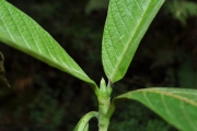 <strong>Rubiaceae - Bertiera rufa - DC.</strong><br />© Sarrailh Jean-Michel / CIRAD