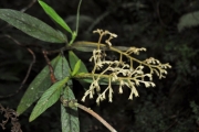 <strong>Rubiaceae - Bertiera rufa - DC.</strong><br />© Sarrailh Jean-Michel / CIRAD
