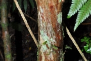 <strong>Rubiaceae - Bertiera rufa - DC.</strong><br />© Sarrailh Jean-Michel / CIRAD