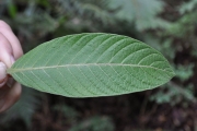 <strong>Rubiaceae - Bertiera rufa - DC.</strong><br />© Sarrailh Jean-Michel / CIRAD
