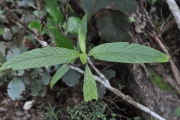 <strong>Rubiaceae - Bertiera rufa - DC.</strong><br />© 