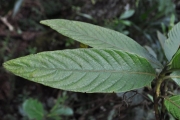 <strong>Rubiaceae - Bertiera rufa - DC.</strong><br />© Sarrailh Jean-Michel / CIRAD
