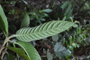 <strong>Rubiaceae - Bertiera rufa - DC.</strong><br />© Sarrailh Jean-Michel / CIRAD