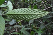 <strong>Rubiaceae - Bertiera rufa - DC.</strong><br />© Sarrailh Jean-Michel / CIRAD