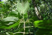 <strong>Urticaceae - Boehmeria stipularis - Wedd.</strong><br />© Sarrailh Jean-Michel / CIRAD