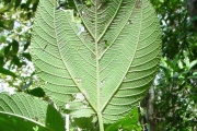 <strong>Urticaceae - Boehmeria stipularis - Wedd.</strong><br />© Sarrailh Jean-Michel / CIRAD