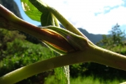 <strong>Urticaceae - Boehmeria stipularis - Wedd.</strong><br />© Sarrailh Jean-Michel / CIRAD