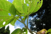 <strong>Urticaceae - Boehmeria stipularis - Wedd.</strong><br />© Sarrailh Jean-Michel / CIRAD