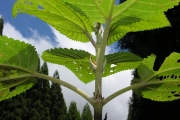<strong>Urticaceae - Boehmeria stipularis - Wedd.</strong><br />© Sarrailh Jean-Michel / CIRAD