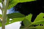 <strong>Urticaceae - Boehmeria stipularis - Wedd.</strong><br />© Sarrailh Jean-Michel / CIRAD