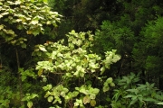 <strong>Urticaceae - Boehmeria stipularis - Wedd.</strong><br />© Sarrailh Jean-Michel / CIRAD