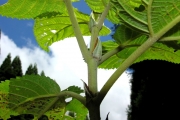 <strong>Urticaceae - Boehmeria stipularis - Wedd.</strong><br />© Sarrailh Jean-Michel / CIRAD
