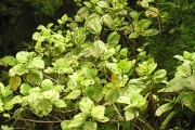 <strong>Urticaceae - Boehmeria stipularis - Wedd.</strong><br />© Sarrailh Jean-Michel / CIRAD