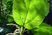 <strong>Urticaceae - Boehmeria stipularis - Wedd.</strong><br />© Sarrailh Jean-Michel / CIRAD