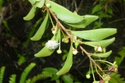 <strong>Aphloiaceae - Aphloia theiformis - (Vahl) Benn.</strong><br />© Sarrailh Jean-Michel / CIRAD