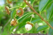 <strong>Aphloiaceae - Aphloia theiformis - (Vahl) Benn.</strong><br />© Sarrailh Jean-Michel / CIRAD