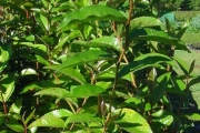<strong>Aphloiaceae - Aphloia theiformis - (Vahl) Benn.</strong><br />© Sarrailh Jean-Michel / CIRAD