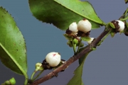 <strong>Aphloiaceae - Aphloia theiformis - (Vahl) Benn.</strong><br />© Sarrailh Jean-Michel / CIRAD