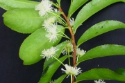 <strong>Aphloiaceae - Aphloia theiformis - (Vahl) Benn.</strong><br />© Sarrailh Jean-Michel / CIRAD