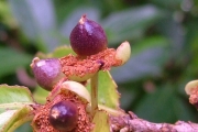<strong>Aphloiaceae - Aphloia theiformis - (Vahl) Benn.</strong><br />© Sarrailh Jean-Michel / CIRAD