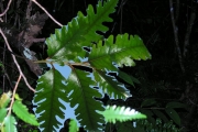 <strong>Aphloiaceae - Aphloia theiformis - (Vahl) Benn.</strong><br />© Sarrailh Jean-Michel / CIRAD