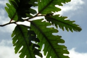 <strong>Aphloiaceae - Aphloia theiformis - (Vahl) Benn.</strong><br />© Sarrailh Jean-Michel / CIRAD