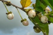 <strong>Aphloiaceae - Aphloia theiformis - (Vahl) Benn.</strong><br />© Sarrailh Jean-Michel / CIRAD